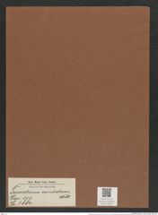 Triceratium caudatum Witt. (de-Toni-Nr.: Genus 140, Species 3884) Zeichnungen Sammlung Grunow Mappe 03919 (Herbarium_W_Grunow_drawings_Folder_03919)